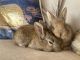Flemish Giant Rabbits for sale in Woodbine, MD 21797, USA. price: $20