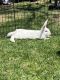 Flemish Giant Rabbits for sale in Sterling, CO 80751, USA. price: NA