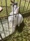 Flemish Giant Rabbits for sale in Surrey, BC, Canada. price: $50