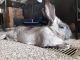 Flemish Giant Rabbits for sale in Shawnee, OK, USA. price: $50