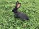 Flemish Giant Rabbits for sale in Des Moines, IA, USA. price: $75