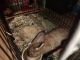 Flemish Giant Rabbits for sale in Florissant, MO, USA. price: $30