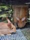 Flemish Giant Rabbits for sale in Twin Lakes, WI, USA. price: $80
