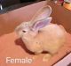 Flemish Giant Rabbits for sale in North Billerica, MA 01862, USA. price: $75