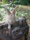 Flemish Giant Rabbits for sale in Middleburg, FL 32068, USA. price: $150