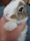 Flemish Giant Rabbits for sale in Smiths Grove, KY 42171, USA. price: NA