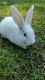 Flemish Giant Rabbits for sale in Hopkins, SC 29061, USA. price: NA