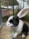 Flemish Giant Rabbits for sale in Prince George, VA, USA. price: NA