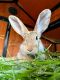 Flemish Giant Rabbits for sale in Prince George, VA, USA. price: NA