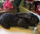Flemish Giant Rabbits for sale in Stanley, IA 50671, USA. price: $250