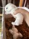 Flemish Giant Rabbits for sale in Grovetown, GA 30813, USA. price: NA