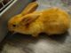 Flemish Giant Rabbits for sale in Waterloo, Ontario. price: $40