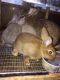 Flemish Giant Rabbits for sale in Columbus, OH, USA. price: NA