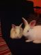 Flemish Giant Rabbits for sale in Baltimore, MD, USA. price: $50