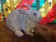 Flemish Giant Rabbits for sale in Bridgeport, CT, USA. price: NA