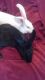 Flemish Giant Rabbits for sale in Kansas City, MO, USA. price: $25