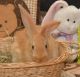 Flemish Giant Rabbits for sale in Strongsville, OH, USA. price: NA