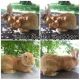 Flemish Giant Rabbits for sale in Roseville, OH 43777, USA. price: NA