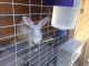 Flemish Giant Rabbits for sale in Mableton, GA, USA. price: $60