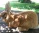 Flemish Giant Rabbits for sale in Roseville, OH 43777, USA. price: NA