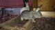 Flemish Giant Rabbits for sale in Elkton, VA 22827, USA. price: NA