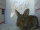 Flemish Giant Rabbits for sale in Hauppauge, NY, USA. price: $100