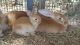 Flemish Giant Rabbits for sale in Dade City, FL 33523, USA. price: NA