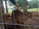 Flemish Giant Rabbits for sale in Smithville, TN 37166, USA. price: NA