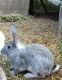 Flemish Giant Rabbits for sale in Stamford, NY 12167, USA. price: NA