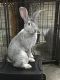 Flemish Giant Rabbits for sale in Georgetown, OH 45121, USA. price: NA
