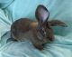 Flemish Giant Rabbits for sale in Grand Rapids, MI, USA. price: NA
