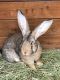 Flemish Giant Rabbits for sale in Dallas, OR 97338, USA. price: NA