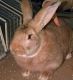 Flemish Giant Rabbits for sale in Arlington, VA, USA. price: NA