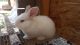 Flemish Giant Rabbits for sale in Corsicana, TX 75110, USA. price: NA