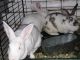 Flemish Giant Rabbits for sale in Lakeland, FL, USA. price: NA