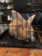 Flemish Giant Rabbits for sale in Connersville, IN 47331, USA. price: NA