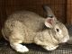 Flemish Giant Rabbits for sale in Garrettsville, OH 44231, USA. price: NA
