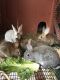 Flemish Giant Rabbits for sale in Lawrenceville, Lawrence Township, NJ 08648, USA. price: NA