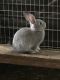 Flemish Giant Rabbits for sale in Meadow Vista, CA, USA. price: NA