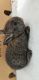 Flemish Giant Rabbits for sale in Hollywood, FL 33024, USA. price: $65