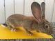 Flemish Giant Rabbits for sale in Houston, TX 77057, USA. price: $350