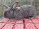 Flemish Giant Rabbits for sale in Kennesaw, GA 30144, USA. price: $50