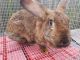 Flemish Giant Rabbits for sale in Kennesaw, GA 30144, USA. price: $15