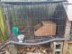 Flemish Giant Rabbits for sale in Kennesaw, GA 30144, USA. price: $35