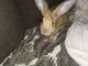 Flemish Giant Rabbits for sale in Midland, PA, USA. price: NA