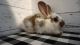Flemish Giant Rabbits for sale in Sarasota, FL, USA. price: NA