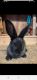 Flemish Giant Rabbits for sale in Mooers Forks, NY 12959, USA. price: $325