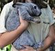Flemish Giant Rabbits for sale in Sarasota, FL, USA. price: NA