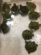 Florida Redbelly Turtle Reptiles for sale in Staten Island, NY, USA. price: NA