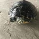 Florida Redbelly Turtle Reptiles for sale in Mascotte, FL, USA. price: NA